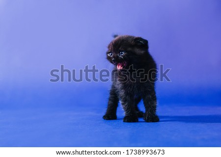 The black little kitten is screaming out loud. The cat says meow. Studio photo on a purple background