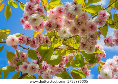 Delicate sakura flowers on a sunny day. A branch of blooming sakura or cherry. Blue sky background