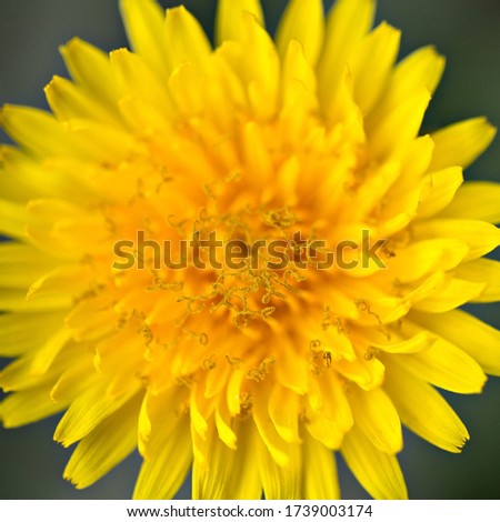 Yellow dandelion macro close-up. Yellow dandelion blooms outdoors in nature close-up.