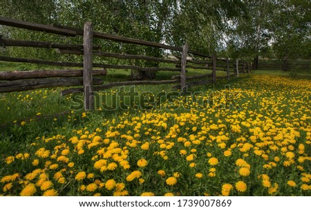 Green field with yellow dandelions. Closeup of yellow flowers on the ground. dandelions grow near a wooden fence