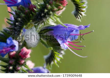 Flower of Viper's Bugloss Echium vulgare Germany Royalty-Free Stock Photo #1739009648