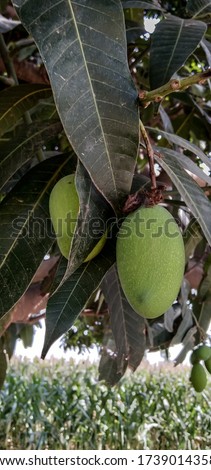 Unripe mango green color.unripe mango hanging on mango tree branches.