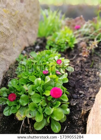 very beautiful delicate low red blooming Daisies or Bellis on a low green Bush on a garden Alpine slide on a blurry background. Desktop wallpapers
