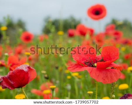 poppy field and wild flowers with white background