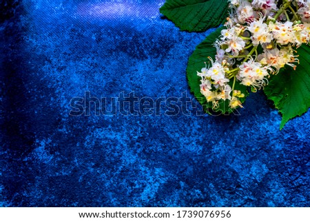 Chestnut flowers with green leaves on a dark-