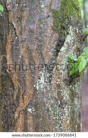 Close up picture of the tree trunk. Spring in the forest.