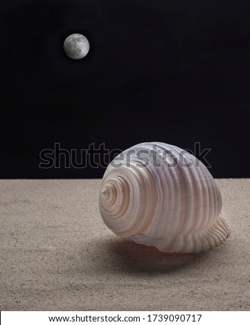 Sea snail on the sand in a black background with the full moon at the bottom, still life photography