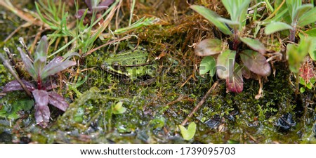 beautiful camouflaged frog in the pond