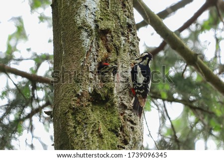 A woodpecker while feeding the little woodpecker baby