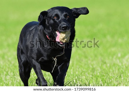 Action shot of a young black Labrador running through a field with a stone in it's mouth