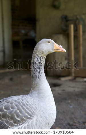 Goose on a farm