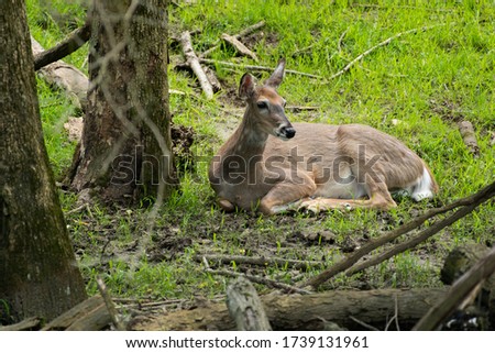 Doe deer laying down beside a tree 