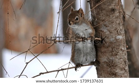 A cute forest squirrel stands on one thin branch and holds on to another branch with its paws