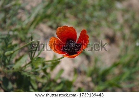 red poppy in rural field
