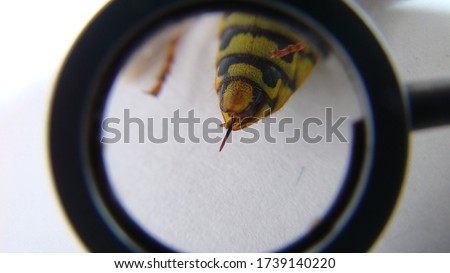 yellow wasp, closeup.
Exotic veterinarian examines a German wasp 's stinger, vet. Biologist.
German yellowjacket, European wasp, yellow hornet, yellow Wasp (lat. Vespula germanica) on white background Royalty-Free Stock Photo #1739140220