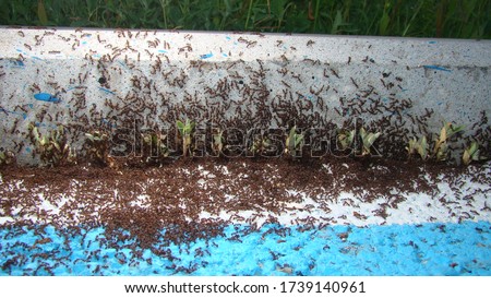 Ant War between two colonies of pavement ants.
Battle of ants.
ants war in the road.
ant war.
Ants on the way | insects in the city.
insects, insect, bugs, bug, animals, animal, wild nature, wildlife Royalty-Free Stock Photo #1739140961