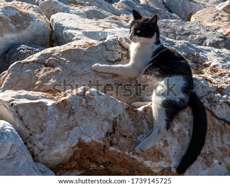 mother cat breastfeeding her cubs in a rocky area on a sunny day