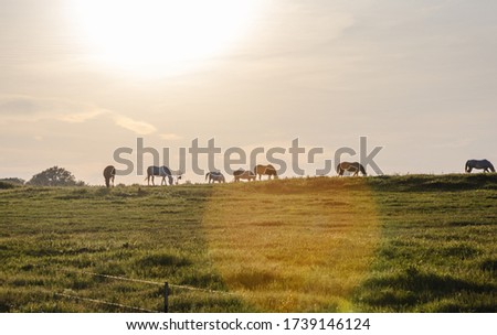 Horses on a hill grazing