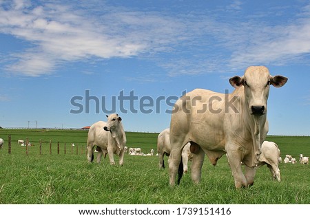Nellore cattle raised on irrigated Tifton pasture Royalty-Free Stock Photo #1739151416