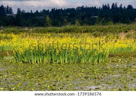A picture of a lake with lots of Irises in full bloom.  Vancouver BC Canada

