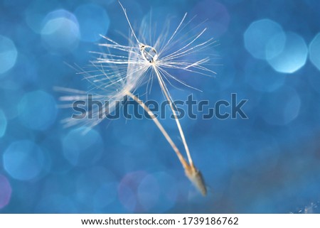 Beautiful flying dandelion seeds with drop of water on blue bokeh background. Horizontal, selective focus
