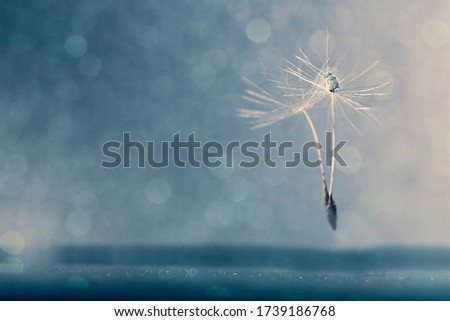 Beautiful flying dandelion seeds with drop of water on blue bokeh background. Horizontal, selective focus