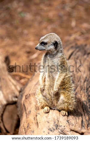 Meerkat standing on guard with brown natural background