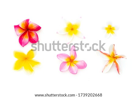 white background with colorful  plumeria