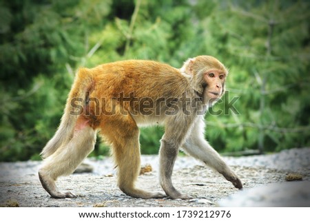 A Young Rhesus Macaque Walking. The Old World Monkey. Picture Captured in Northern Punjab, Pakistan.