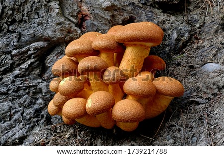 Close-up picture of mushroom, Laughing Jim (Gymnopilus junonius)
