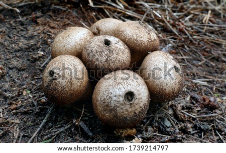 Close-up picture of mushroom, Wolf-fart Puffball, Stump Puffball (Lycoperdon pyriforme)