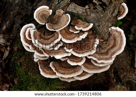 Close-up picture of mushroom, Turkey Tails, (Trametes versicolor) fruiting body on rotting tree log, Trametes versicolor