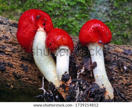 Close-up picture of mushroom, Species are usually found in rainforests or wet grasslands, growing on the ground or on wood; species of Weraroa have been found in New Zealand and the United States.
