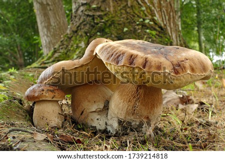 Close-up picture of mushroom, Boletus edulis, known as the Cep, Porcino or Penny-bun Bolete, is a most sought-after edible bolete.
