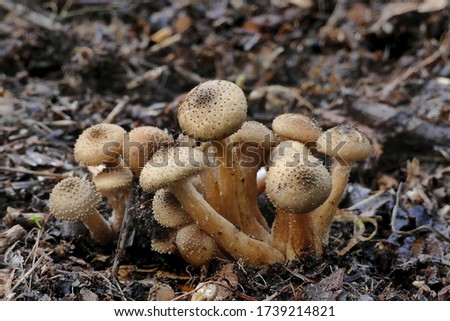 Close-up picture of mushroom, Pholiota squarrosa, commonly known as the shaggy scalycap, the shaggy Pholiota, or the scaly Pholiota, is a species of mushroom in the Strophariaceae family.