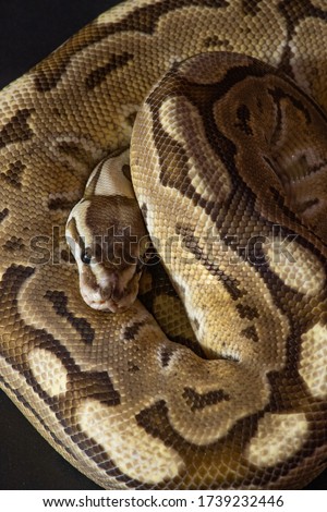 Ball python curled up on a black background.