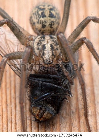 Close-up of a female giant house spider (Eratigena duellica) feeding on a large bluebottle blowfly (Calliphora vicina). Vertical. Delta, British Columbia, Canada Royalty-Free Stock Photo #1739246474