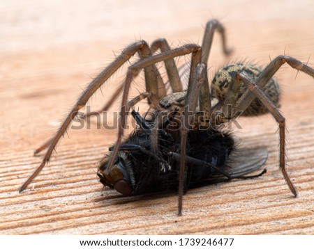 Close-up of a female giant house spider (Eratigena duellica) feeding on a large bluebottle blowfly (Calliphora vicina). Delta, British Columbia, Canada Royalty-Free Stock Photo #1739246477