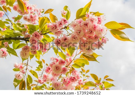 Delicate sakura flowers on a sunny day. A branch of blooming sakura or cherry. Cloudy background
