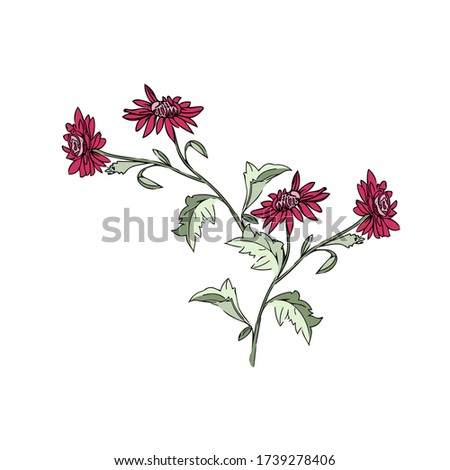 Chrysanthemum branch  pattern.Vector.Image on white and color background.