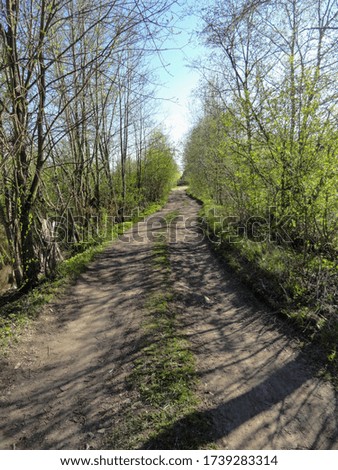 Photo of a country road. Path in the forest. Earth road.
