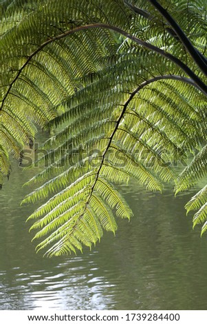 Moody picture of a fern leaf in the sun with a New Zealand lake in the background