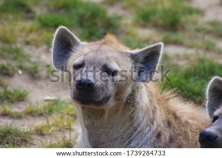 two Hyena resting and watching