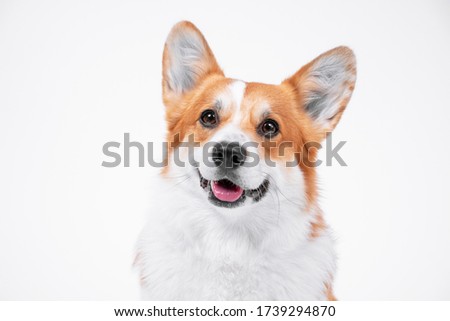 portrait obedient dog (puppy) breed welsh corgi pembroke smiling with tongue on a white background. Royalty-Free Stock Photo #1739294870