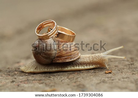 macro shot of a snail that carries the wedding rings of the newlyweds with a place for text
