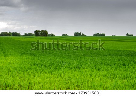 Green wheat field in spring before the rain. Natural irrigation of fields by rain
