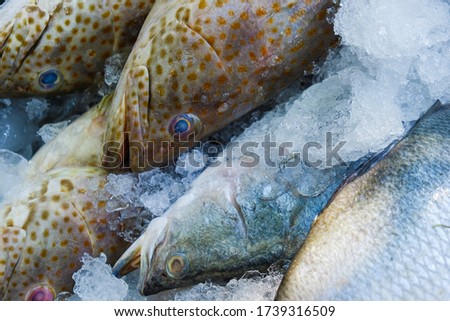 Fresh seabass and grouper fish sell on ice seafood market