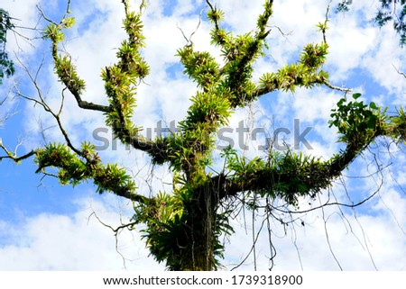 Tree trunk full of epiphyte plants Royalty-Free Stock Photo #1739318900
