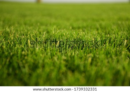 green grass field pattern background