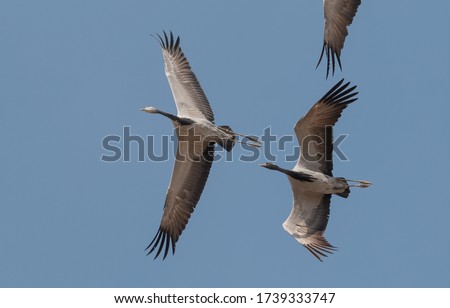 Demoiselle crane Migratory Siberian bird flying in the sky